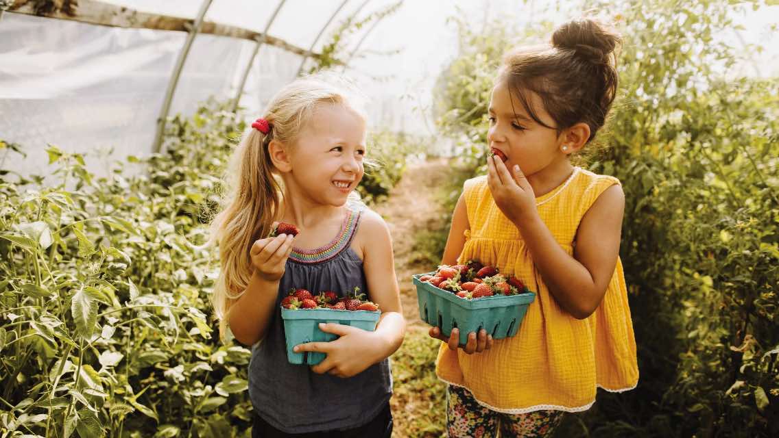 Two young girls eating healthy and nutritious strawberries in a greenhouse. 